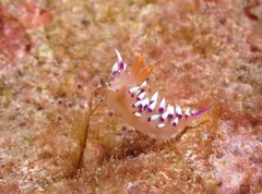 Coryphellina exoptata
