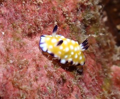 Goniobranchus vibratus