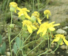 Senecio glaberrimus