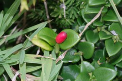 Carissa bispinosa