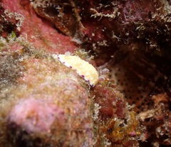 Goniobranchus albopustulosus