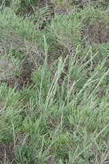 Passerina rigida