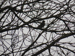 Fringilla coelebs coelebs