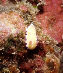 Goniobranchus albopustulosus