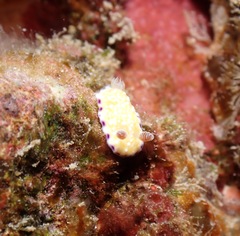 Goniobranchus albopustulosus