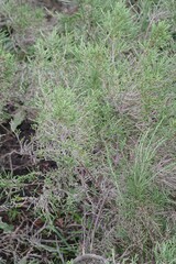 Passerina rigida
