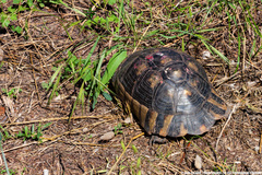 Testudo marginata