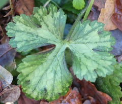 Ranunculus tuberosus