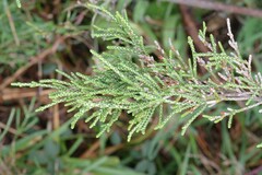 Passerina rigida