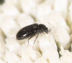 Dermestidae