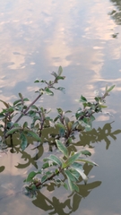 Hygrophila pogonocalyx