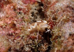 Glossodoris rufomarginata