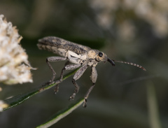 Rhinotia pictirostris