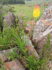 Kniphofia fluviatilis