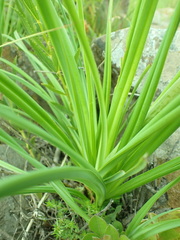 Kniphofia fluviatilis