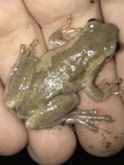 Litoria balatus