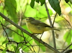 Phylloscopus affinis