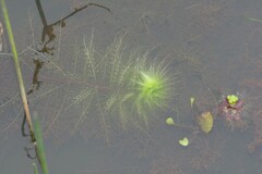 Utricularia stellaris