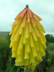 Kniphofia fluviatilis