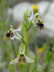 Ophrys bornmuelleri