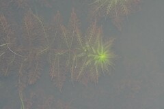 Utricularia stellaris