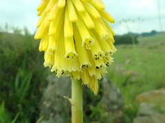 Kniphofia fluviatilis