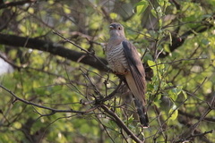 Cuculus solitarius