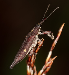 Rhinotia bidentata