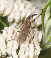 Rhinotia pictirostris
