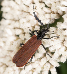 Pseudolycus rufipennis
