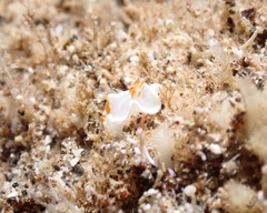 Ardeadoris angustolutea