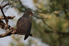 Cuculus solitarius