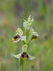 Ophrys bornmuelleri