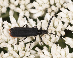 Pseudolycus haemorrhoidalis