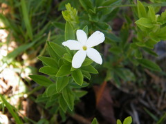Jasminum
