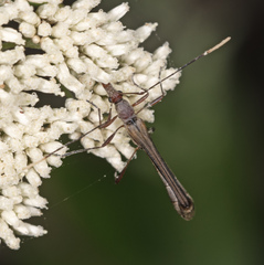 Enchoptera apicalis