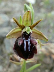 Ophrys mammosa