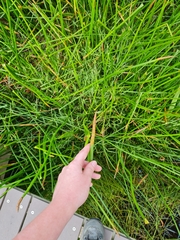 Eleocharis sphacelata