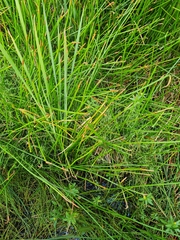 Eleocharis sphacelata