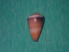 Conus lividus