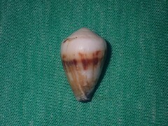 Conus sponsalis