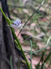 Hemerocallidoideae