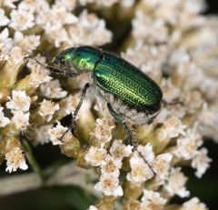 Diphucephala colaspidoides