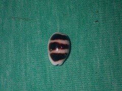 Palmadusta asellus