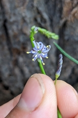 Hemerocallidoideae