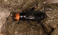 Creophilus lanio