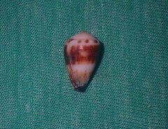 Conus sponsalis