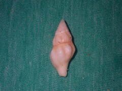 Nodopelagia brazieri