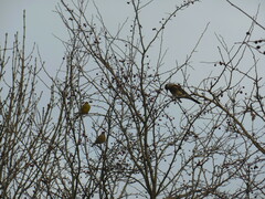 Chloris chloris chloris