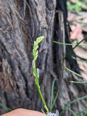 Hemerocallidoideae
